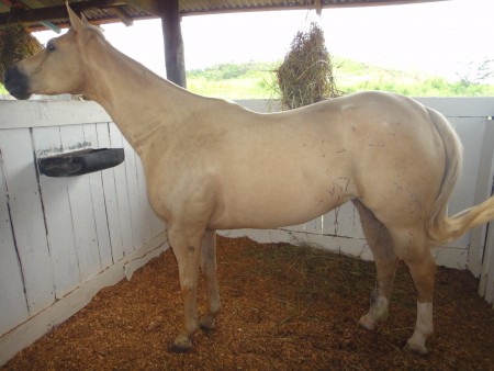 Égua do Felipe (Fortaleza-CE)